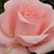 Rózsaszín - Teahibrid rózsa - Katrin
